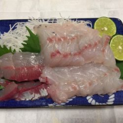 落とし込みサビキ  鳴門  まるかつ