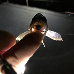 アジん…メバリング