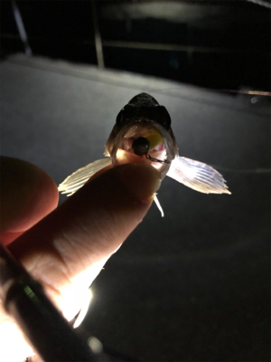 アジん…メバリング