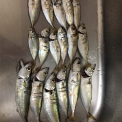 シーバスはいずこへ?