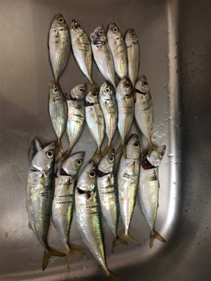 シーバスはいずこへ?