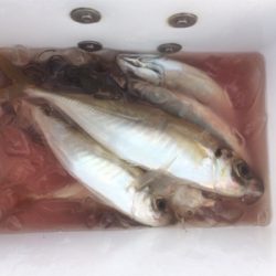 尺メクリアジ、再び