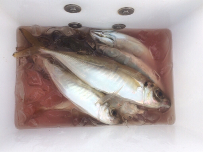 尺メクリアジ、再び