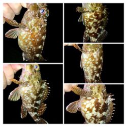 メバル時々カサゴ偶にアジ