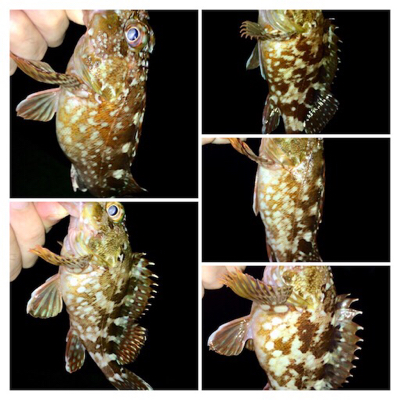 メバル時々カサゴ偶にアジ