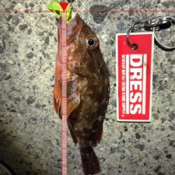 こましなケンサキとガシラ