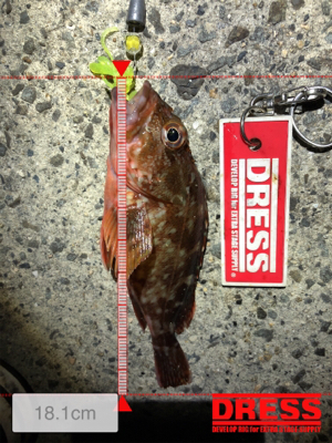 こましなケンサキとガシラ