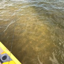 まだ濁り消えずだがキス好調