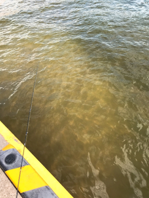 まだ濁り消えずだがキス好調