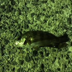 狙い通りのシーバス