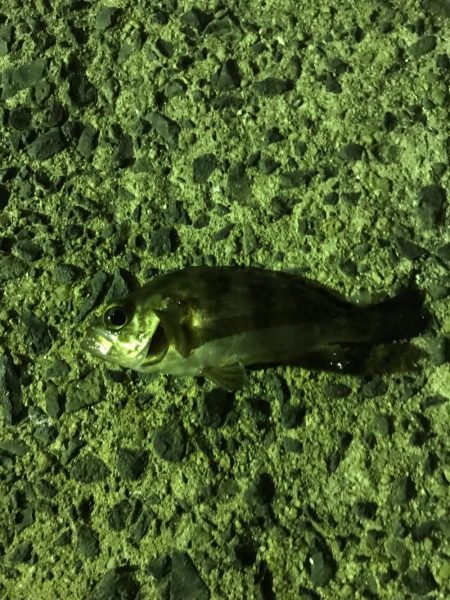 狙い通りのシーバス