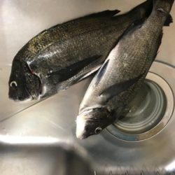 盆休み初日 朝マズメフカセ