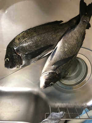 盆休み初日 朝マズメフカセ