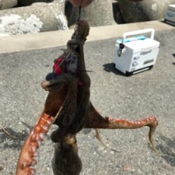 タチウオ、始まった！