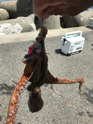 タチウオ、始まった！