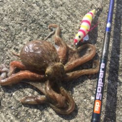 久しぶりのサビキ釣り