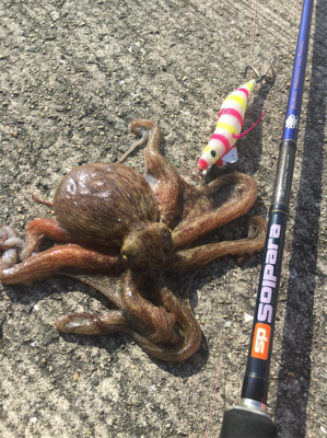 久しぶりのサビキ釣り