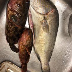 久しぶりのコロタマ