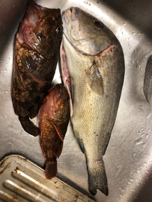 久しぶりのコロタマ