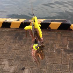 朝まづめオクトパッシング