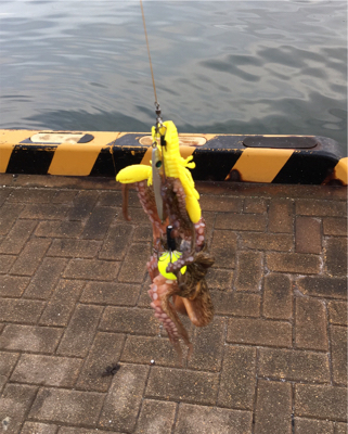 朝まづめオクトパッシング