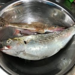 サビキ釣りメイン