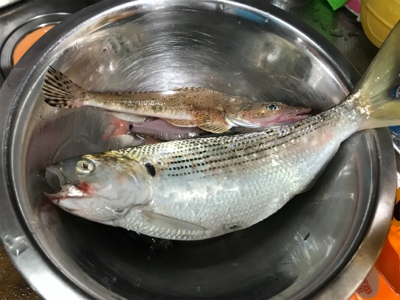 サビキ釣りメイン