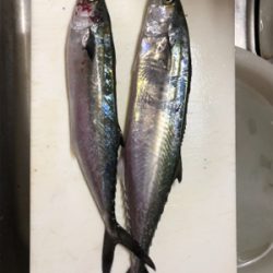 ライトショアジギングのちワインド