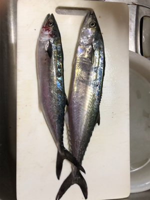 ライトショアジギングのちワインド