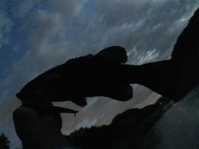 まさかのルアーで!