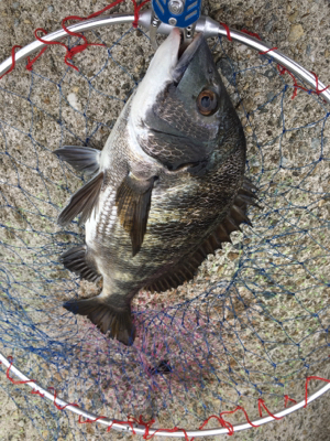 魚の活性が高い！