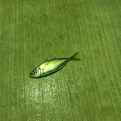 シーバス、アジ