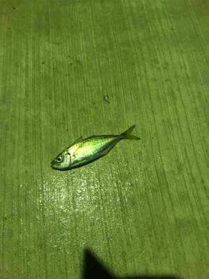 シーバス、アジ