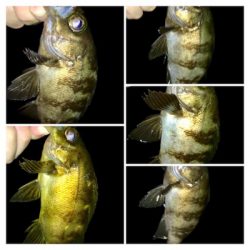 哀しみのレクチャーアジング