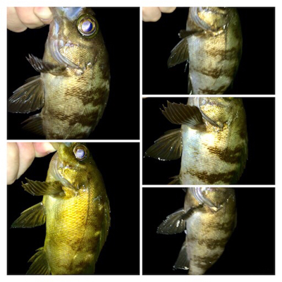 哀しみのレクチャーアジング