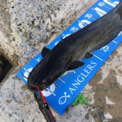 今日もデイナマ