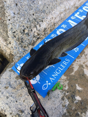 今日もデイナマ