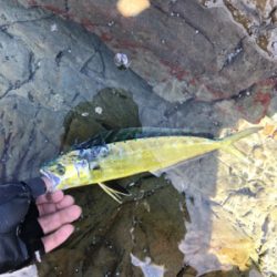 またブリが来たよ