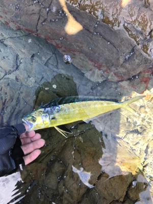 またブリが来たよ