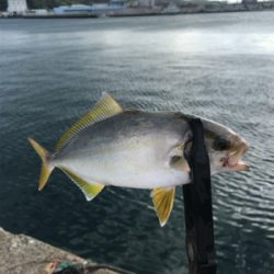 多魚種釣果