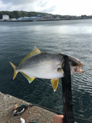 多魚種釣果