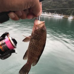 エギング・ライトワインド