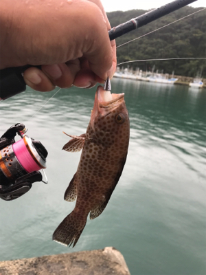 エギング・ライトワインド