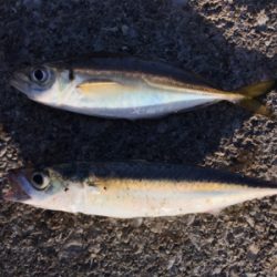 タチウオの顔見に行こうと