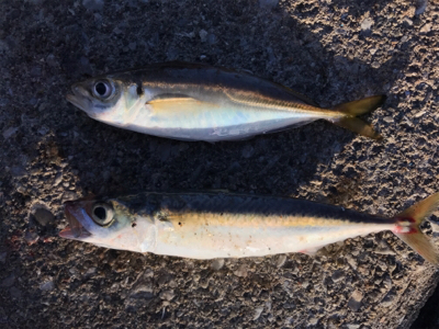 タチウオの顔見に行こうと