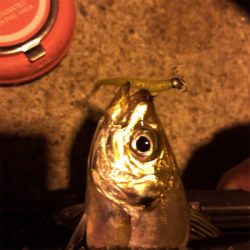 ナイトアジング2