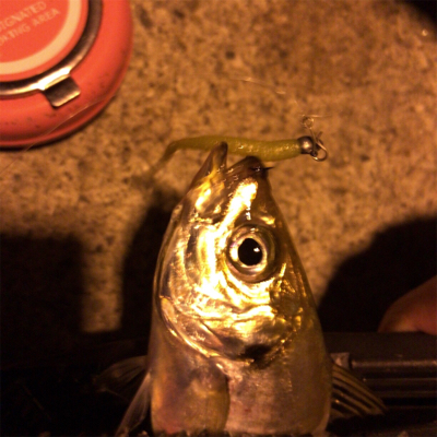 ナイトアジング2