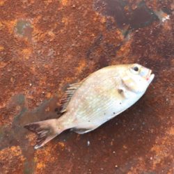 小サバ中サバ無限