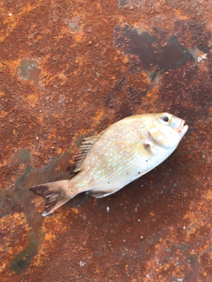 小サバ中サバ無限