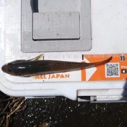 鶴見川 ハゼ釣り